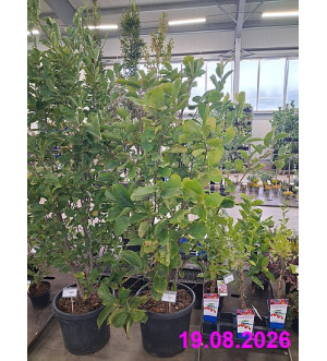 Magnolia 'Heaven Scent' C 30 L